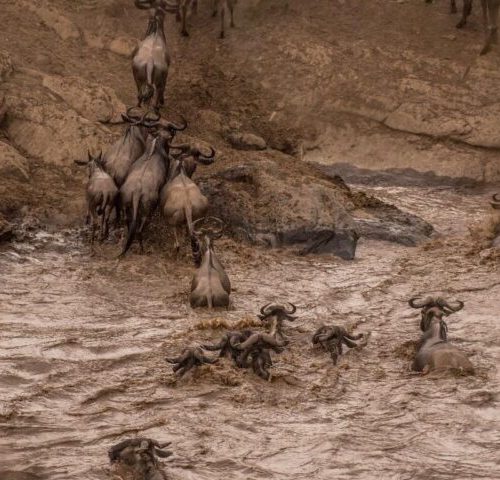 7- Days Wilderbeest Great Migration Safari