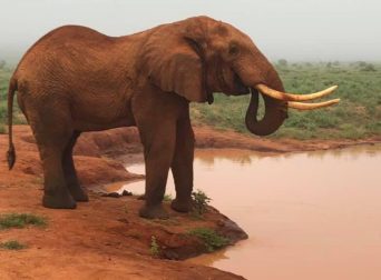 Tsavo East National Park safari