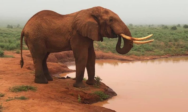 Tsavo East National Park safari