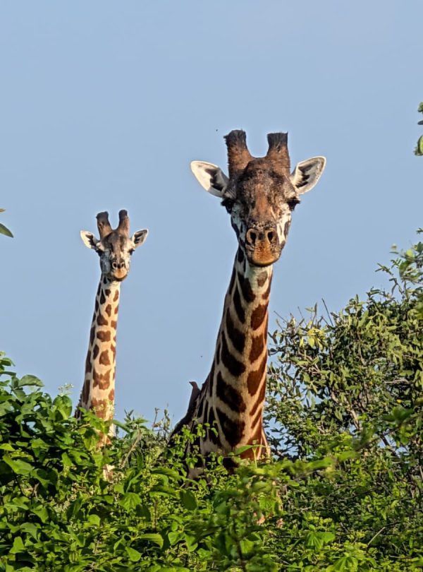 giraffe