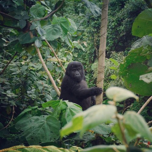 Gorilla safari
