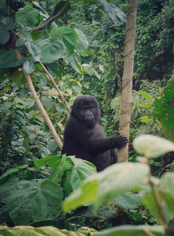 Gorilla safari