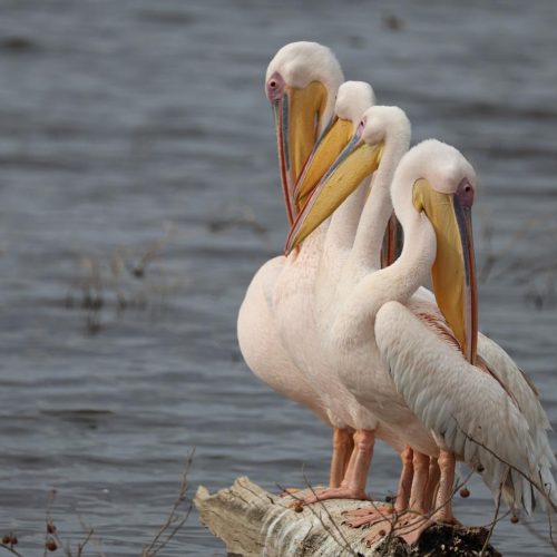 4 Days Safari to Lake Naivasha, Lake Nakuru and Maasai Mara