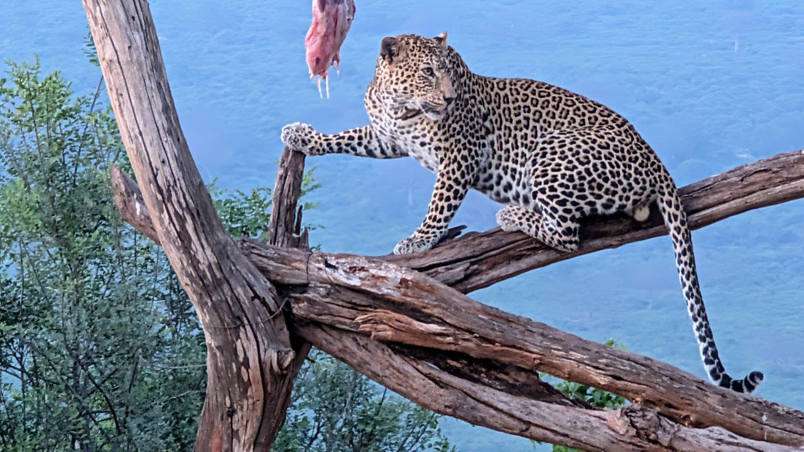 leopard feeding
