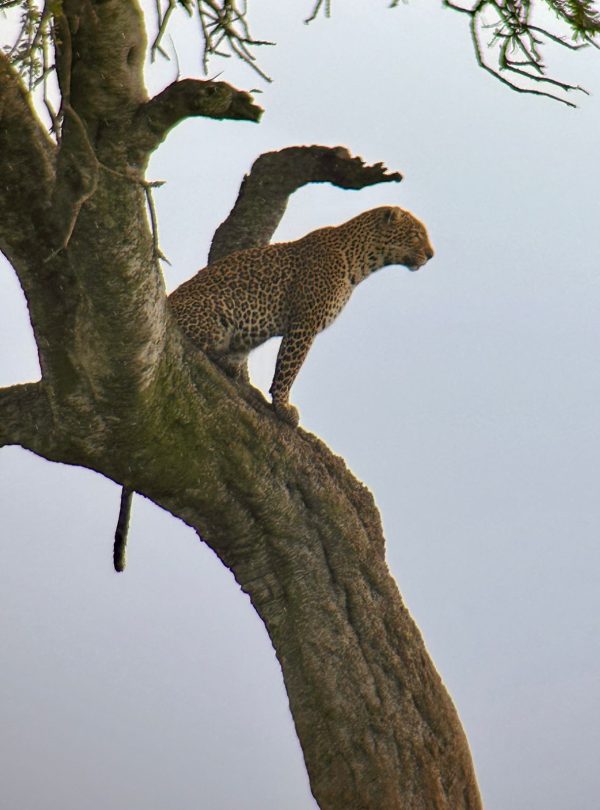 leopard-on-tree