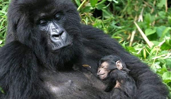uganda-gorilla-trekking-safari