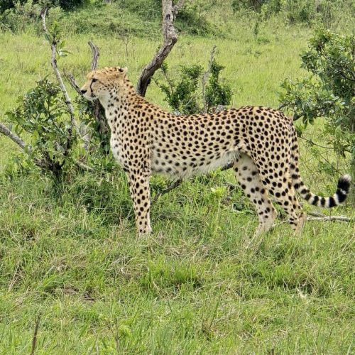 5 Days Safari From Mombasa To Tsavo West ,Amboseli, Taita Salt Lick, Tsavo East