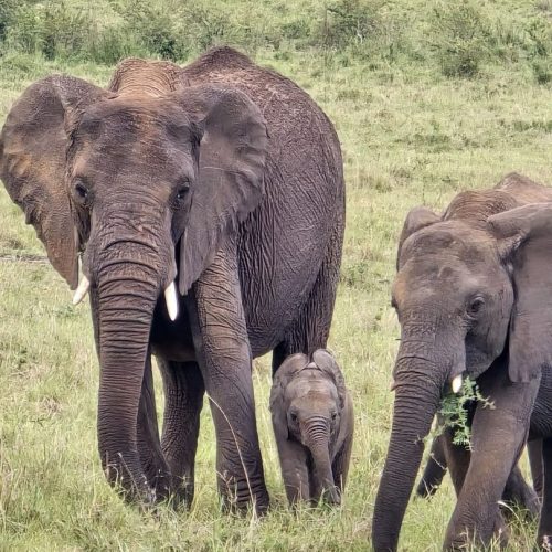2 Days safari to Amboseli from Nairobi