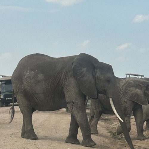 6 Days safari to Tsavo east, Amboseli and Taita Saltlick