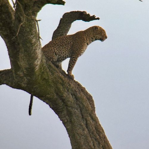 7 Days Safari To Masai Mara, Lake Nakuru, Lake Naivasha and Amboseli