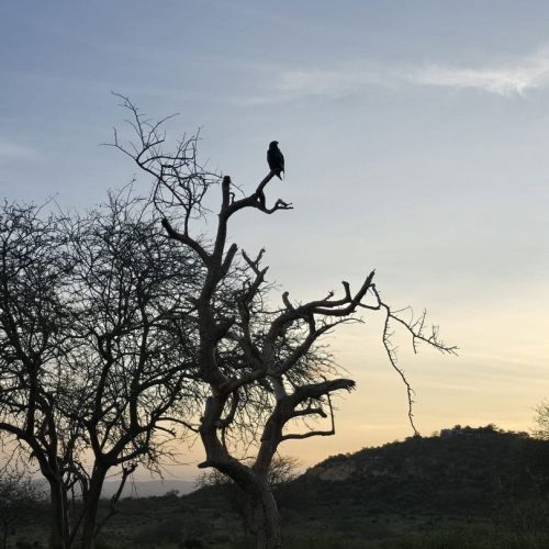 3 Days Tsavo East and West National Parks