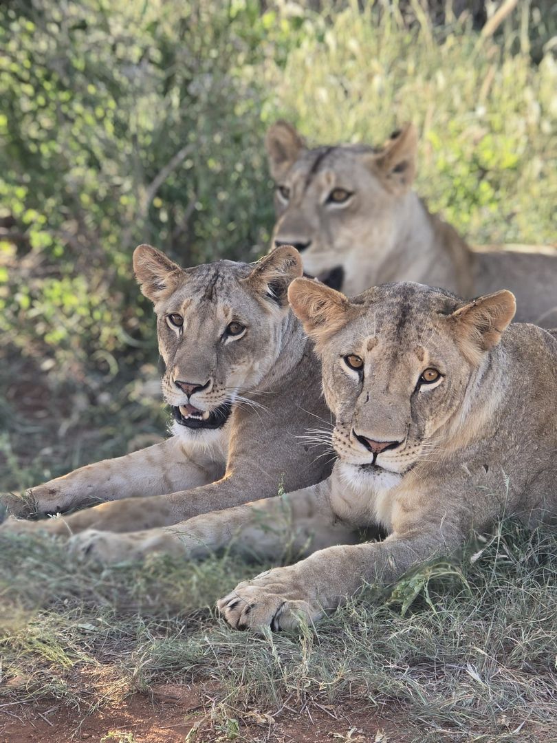 lion safari