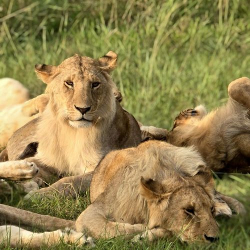 5 Days Safari To Masai Mara, Lake Nakuru And Lake Naivasha